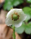 Chimaphila japonica. Цветок. Хабаровский край, окр. г. Комсомольск-на-Амуре, широколиственный лес. 07.07.2025.