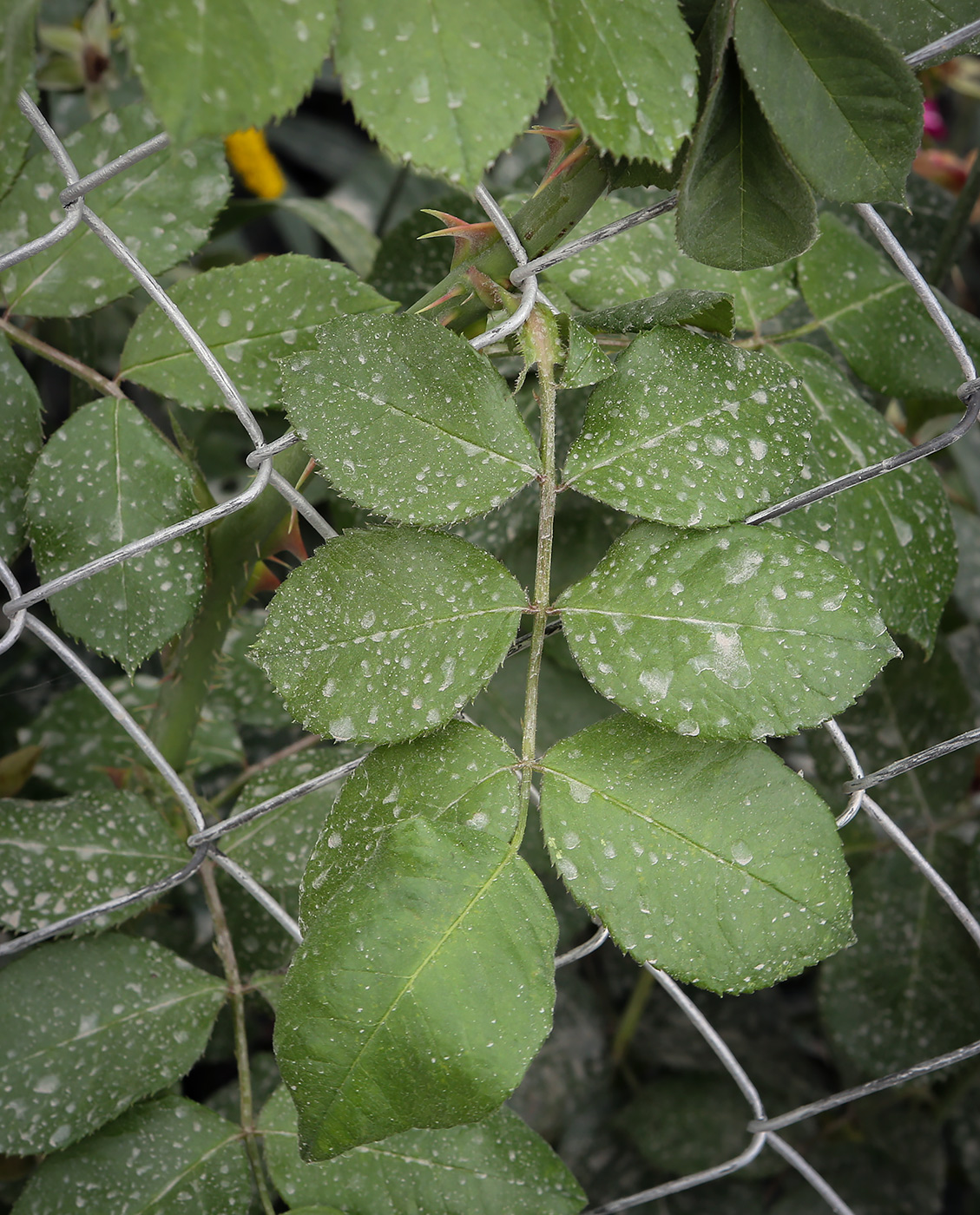 Image of genus Rosa specimen.