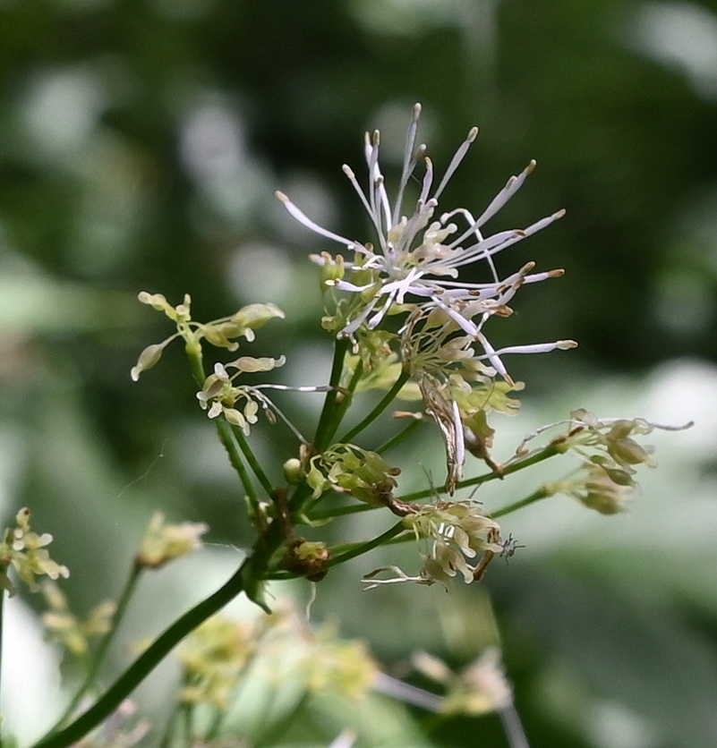 Image of Thalictrum aquilegiifolium specimen.