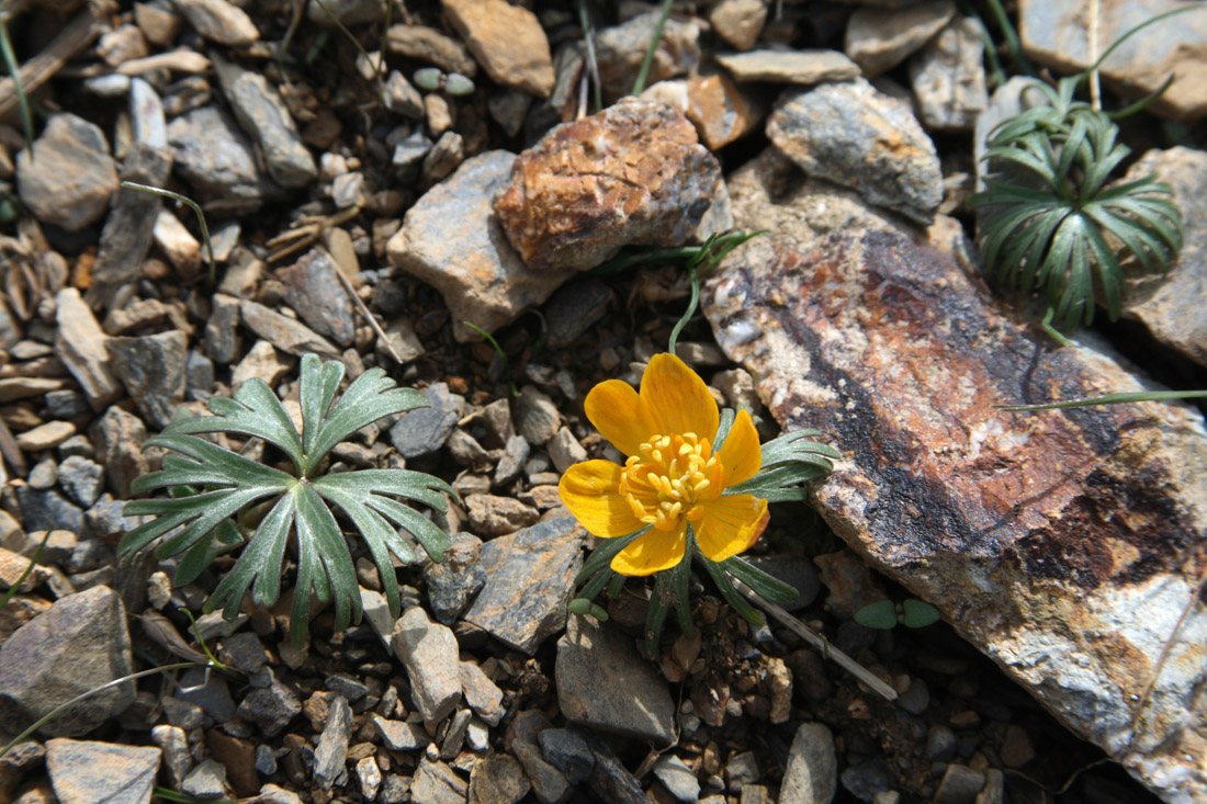 Image of Eranthis longistipitata specimen.