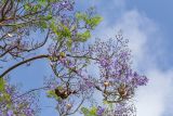 Jacaranda mimosifolia