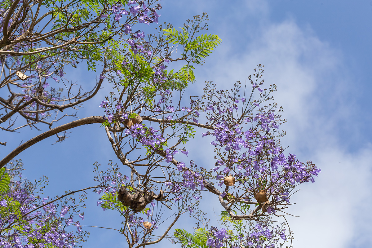 Изображение особи Jacaranda mimosifolia.