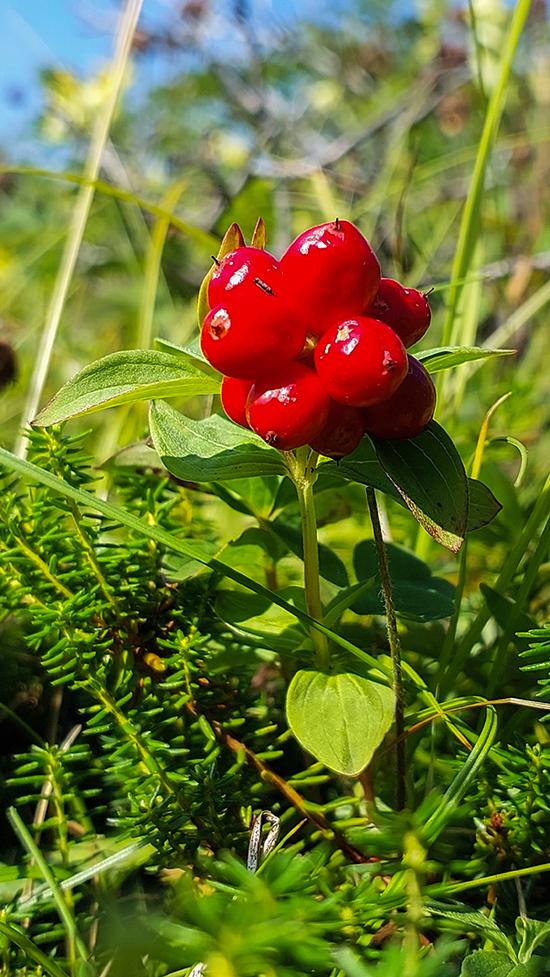 Изображение особи Chamaepericlymenum suecicum.