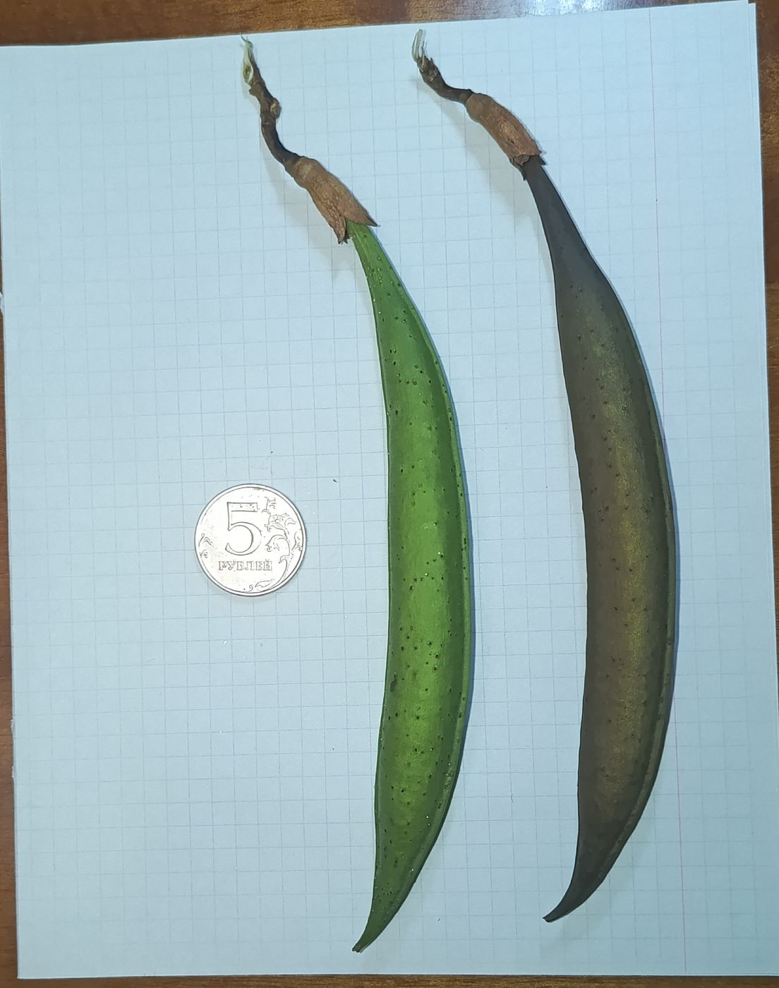 Изображение особи Campsis radicans.