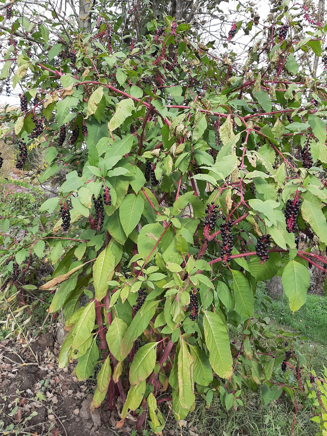 Image of Phytolacca americana specimen.