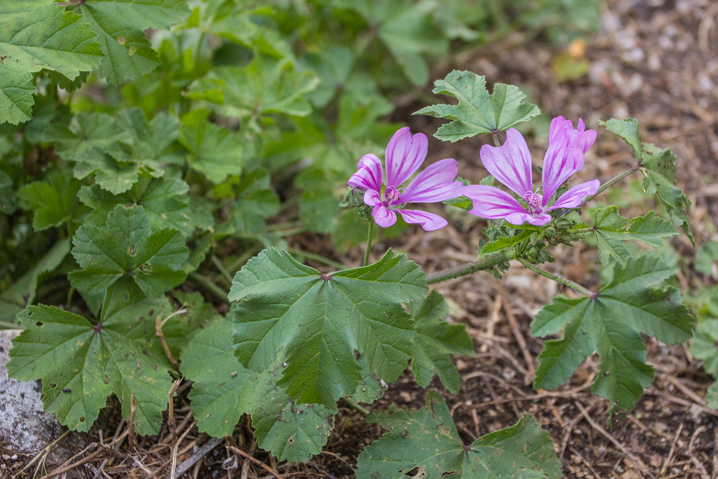 Изображение особи Malva sylvestris.