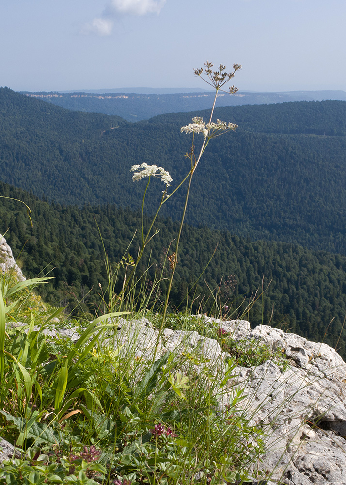 Изображение особи семейство Apiaceae.