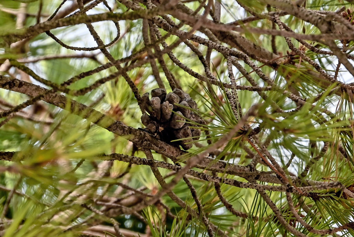 Изображение особи Pinus pinea.
