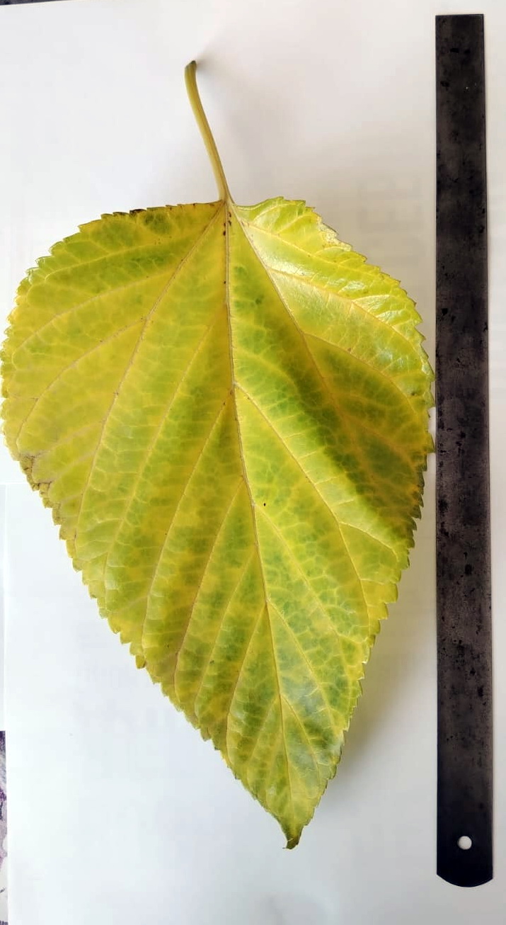 Image of Morus alba specimen.