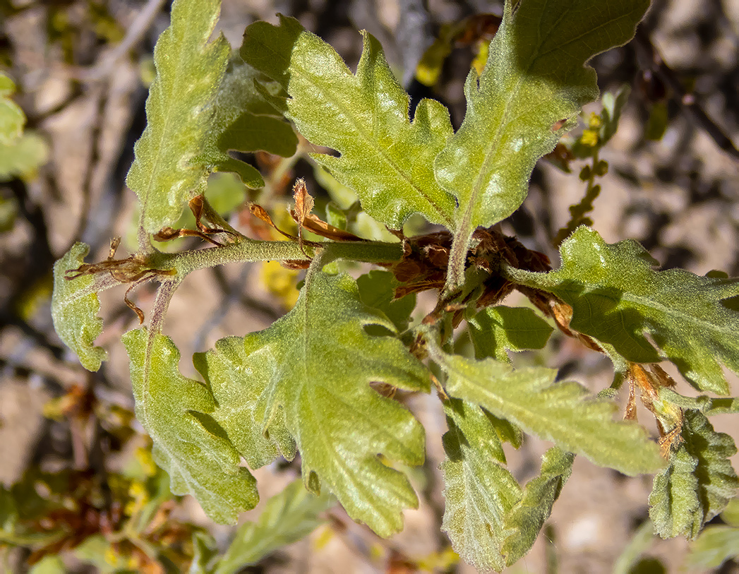 Image of Quercus pubescens specimen.