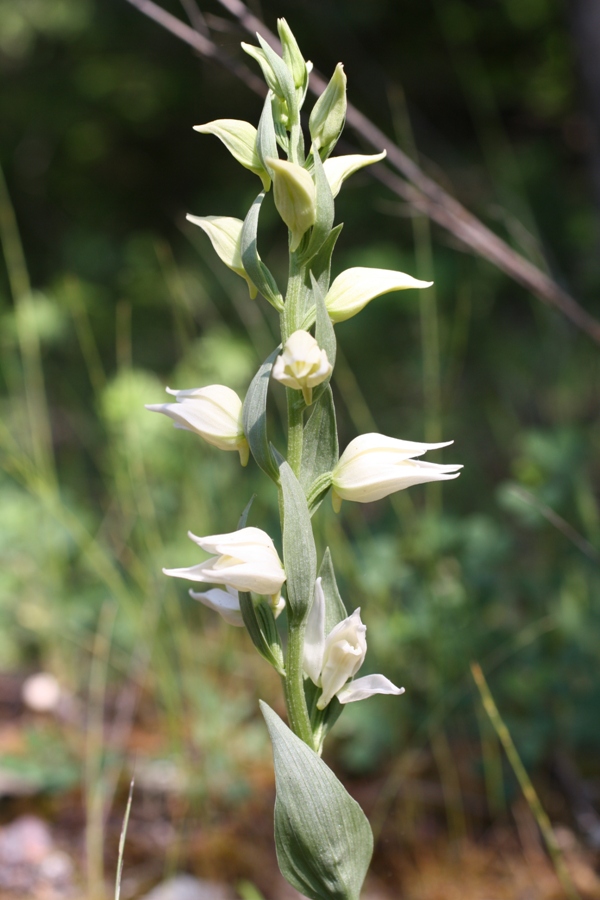 Изображение особи Cephalanthera epipactoides.