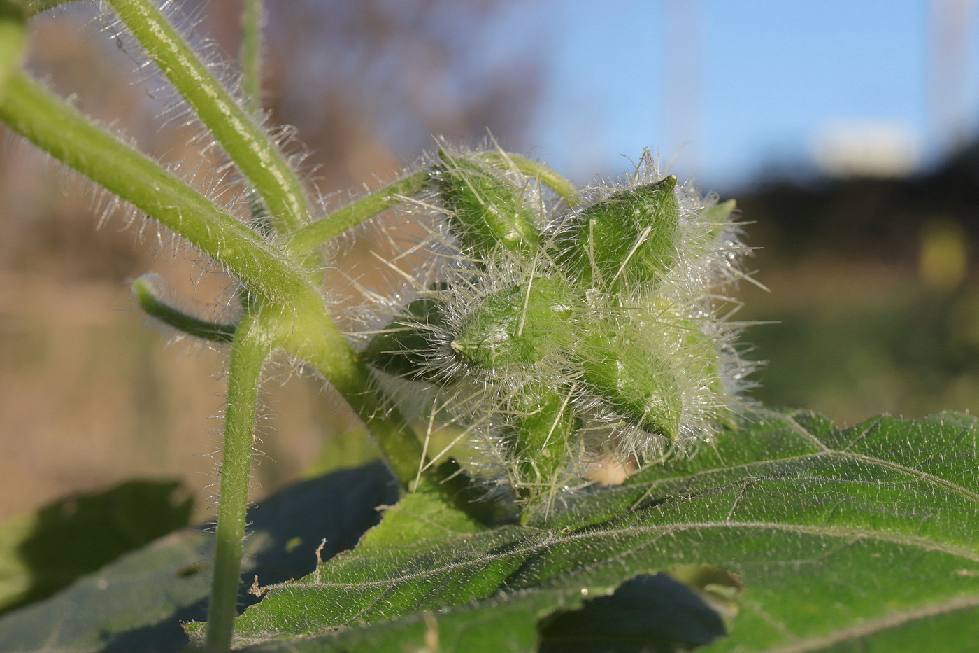 Изображение особи Sicyos angulatus.