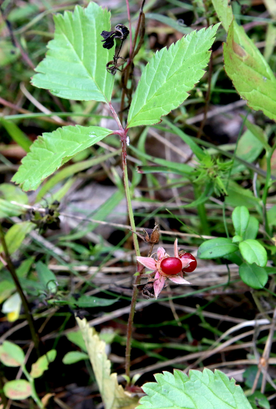 Изображение особи Rubus saxatilis.