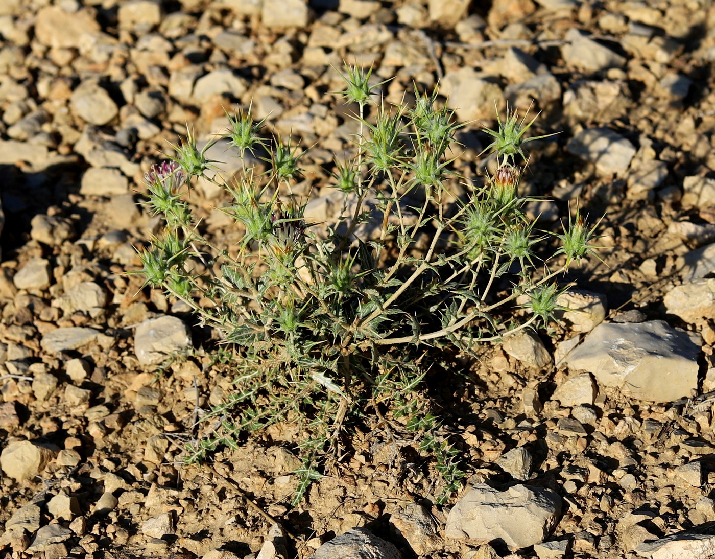 Изображение особи Cousinia centauroides.