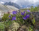 Campanula saxifraga. Цветущие растения. Кабардино-Балкария, Черекский р-н, дол. р. Псыгансу, ≈ 2400 м н.у.м., донная морена. 29.07.2025.
