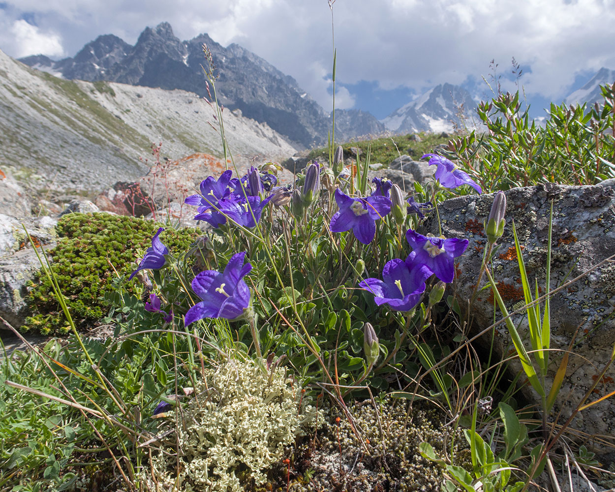 Изображение особи Campanula saxifraga.