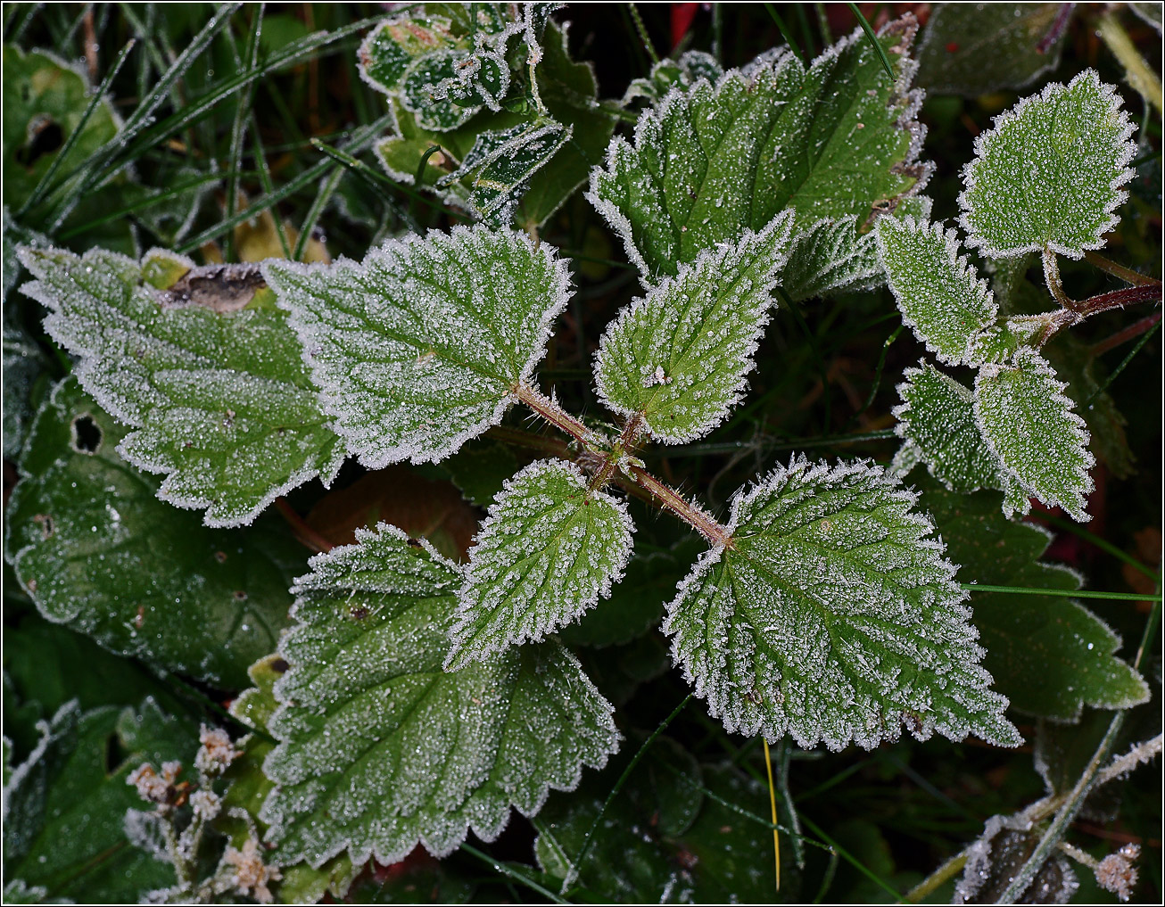 Image of Urtica dioica specimen.