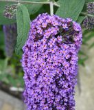 Buddleja davidii. Часть соцветия и лист. Калининградская обл., г. Светлогорск, дворовое озеленение. 27.07.2025.