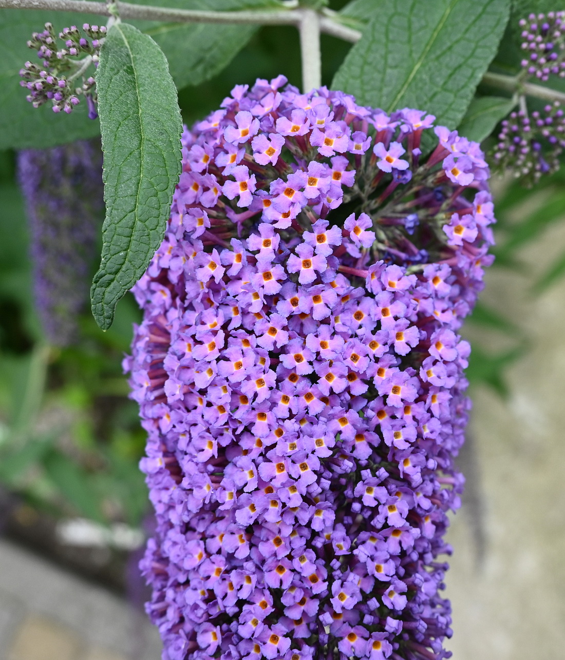 Image of Buddleja davidii specimen.