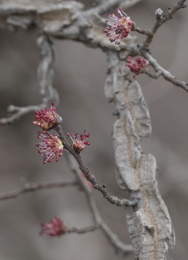 Изображение особи Ulmus minor.