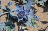 Eryngium maritimum. Верхушка побега с соцветиями. Португалия, округ Лейрия, пос. Назаре, песчаный пляж. 07.08.2025.