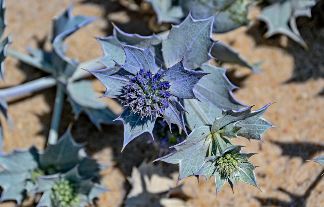 Изображение особи Eryngium maritimum.
