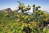 Vaccinium axillare