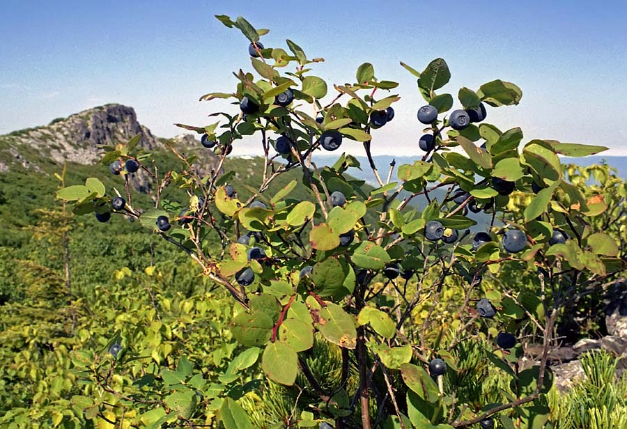 Image of Vaccinium axillare specimen.