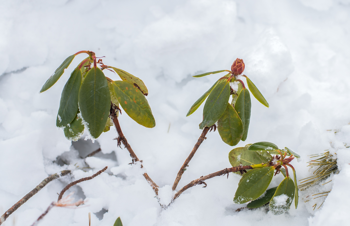 Image of Rhododendron aureum specimen.