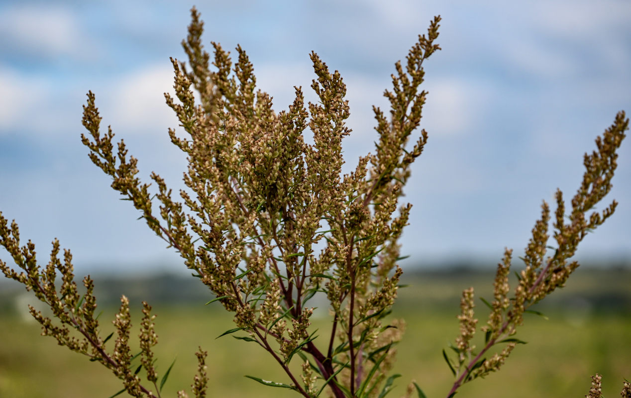 Изображение особи Artemisia vulgaris.