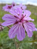 genus Geranium. Цветок. Калмыкия, Кетченеровский р-н, Кегультинское СМО. Степь у автодороги. 03.05.2026.