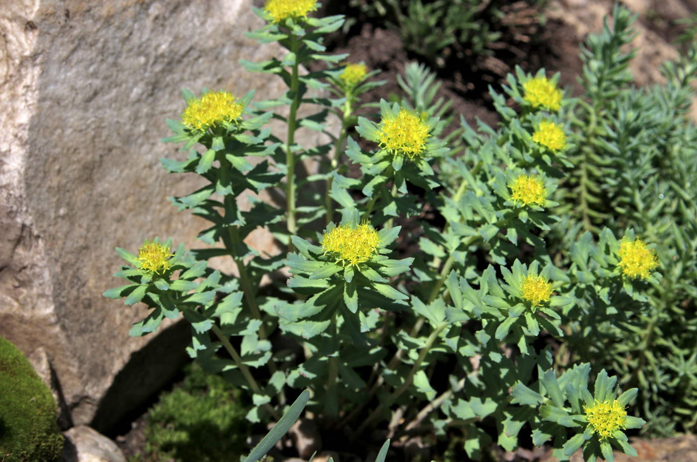 Изображение особи Rhodiola rosea.
