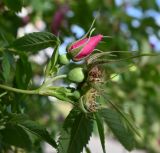 Rosa cinnamomea. Бутон и завязавшиеся плоды. Московская обл., ГО Подольск, мкр-н Климовск, палисадник. 03.06.2026.