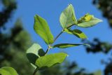 Lonicera tatarica. Верхушка побега. С.-Петербург, Кировский р-н, уличное озеленение. 19.06.2026.
