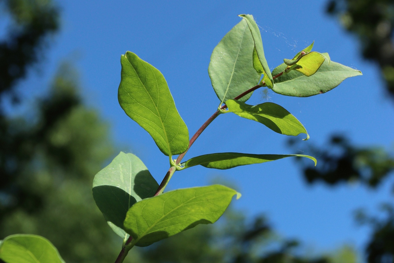 Изображение особи Lonicera tatarica.
