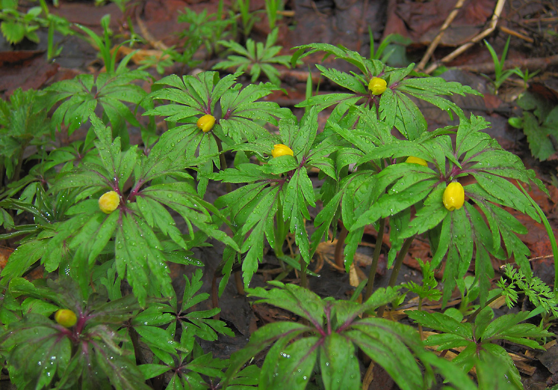 Image of Anemone ranunculoides specimen.