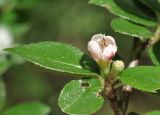 genus Cotoneaster. Соцветие и листья. Крым, г. Симферополь, окр. мкр-на Пневматика, у тропы в посадках Pinus pallasiana. 21.05.2026.