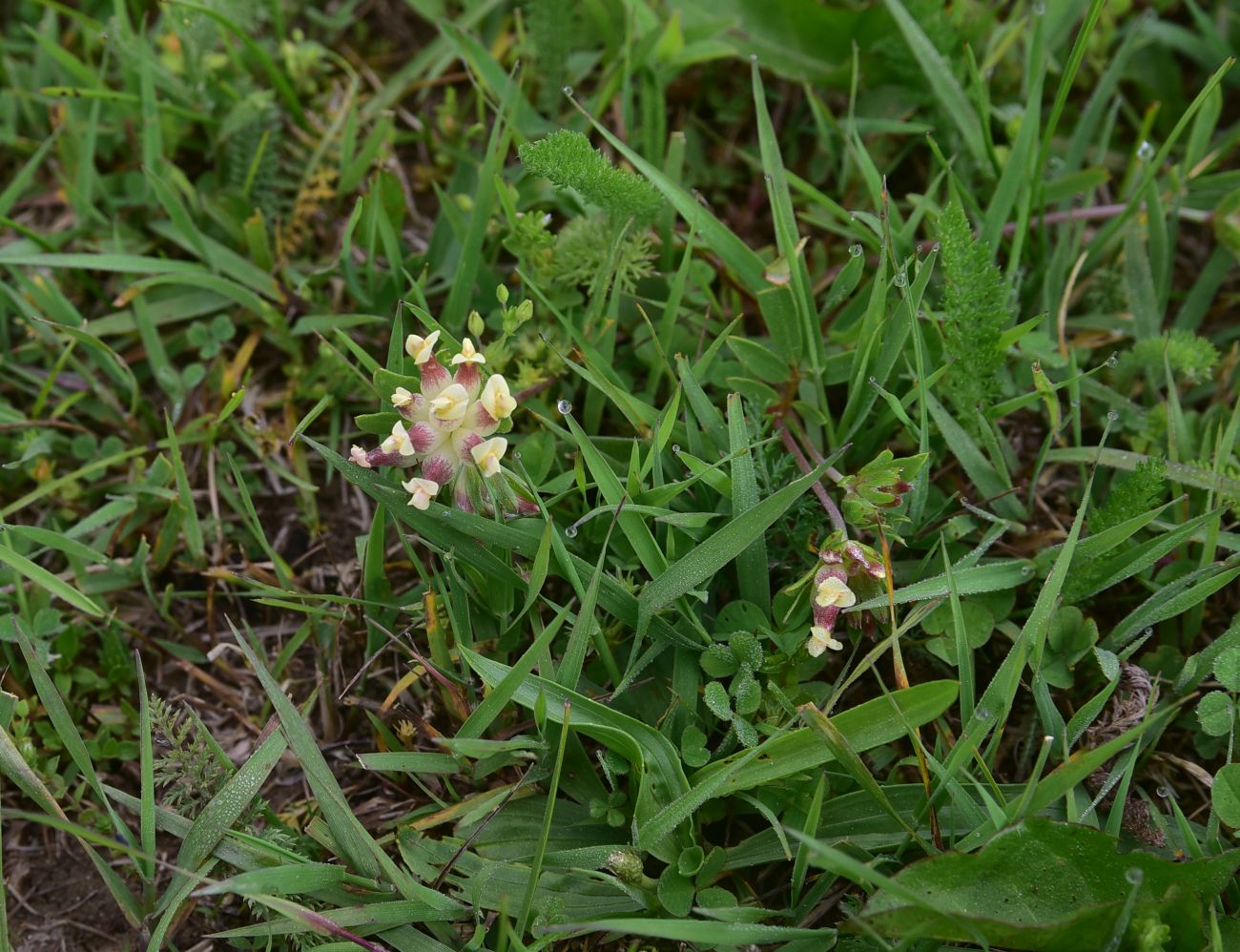 Image of Anthyllis variegata specimen.
