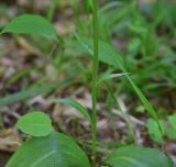 Platanthera chlorantha