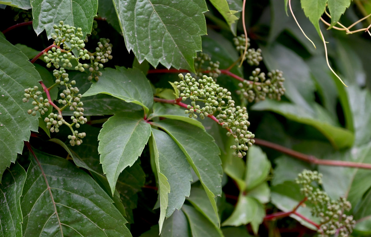 Изображение особи Parthenocissus quinquefolia.
