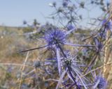 Eryngium caeruleum. Соцветия. Дагестан, Каякентский р-н, окр. с. Башлыкент, полынно-злаковая степь. 26.07.2026.