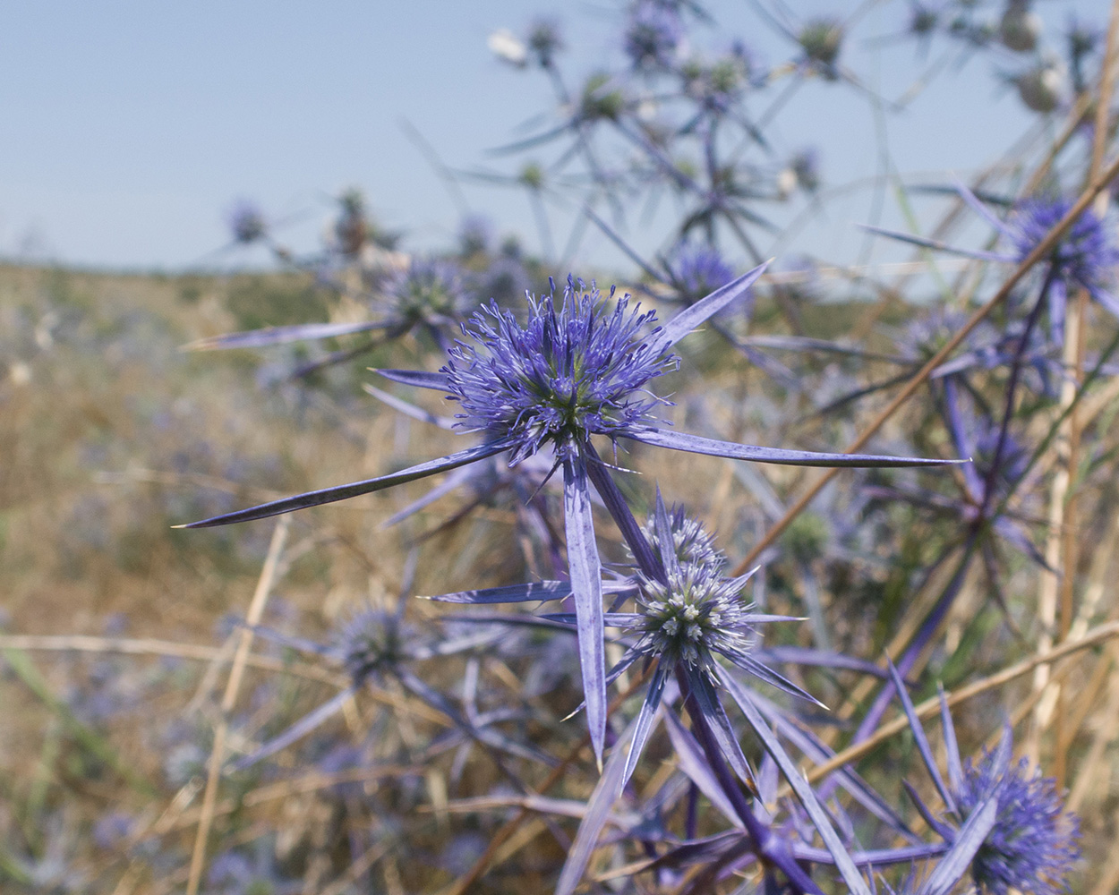 Image of Eryngium caeruleum specimen.