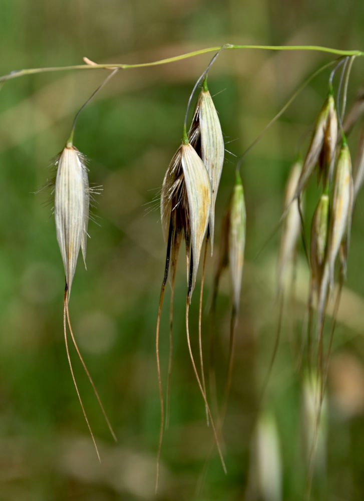 Image of Avena sterilis specimen.