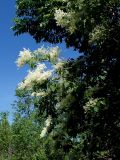 Syringa amurensis. Верхушки ветвей с соцветиями. Хабаровский край, г. Комсомольск-на-Амуре, Силинский лесопарк, обочина грунтовой дороги. 29.06.2026.