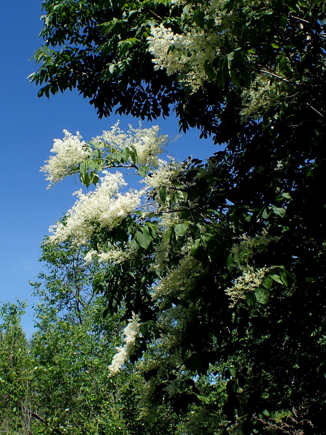 Изображение особи Syringa amurensis.