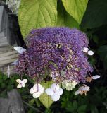 Hydrangea aspera subspecies sargentiana. Соцветие (сорт 'Gold Rush'). Тульская обл., Венёвский р-н, в культуре. 14.08.2026.