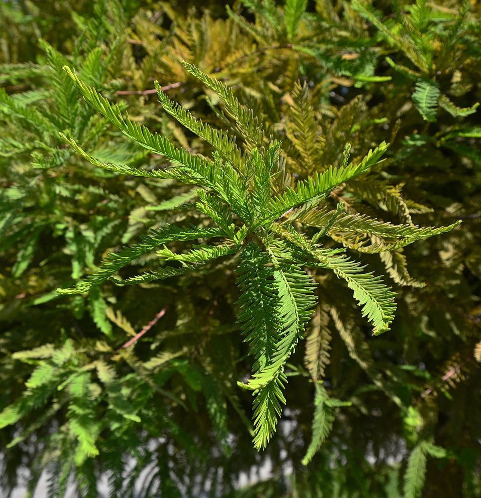Image of Unknown species specimen.
