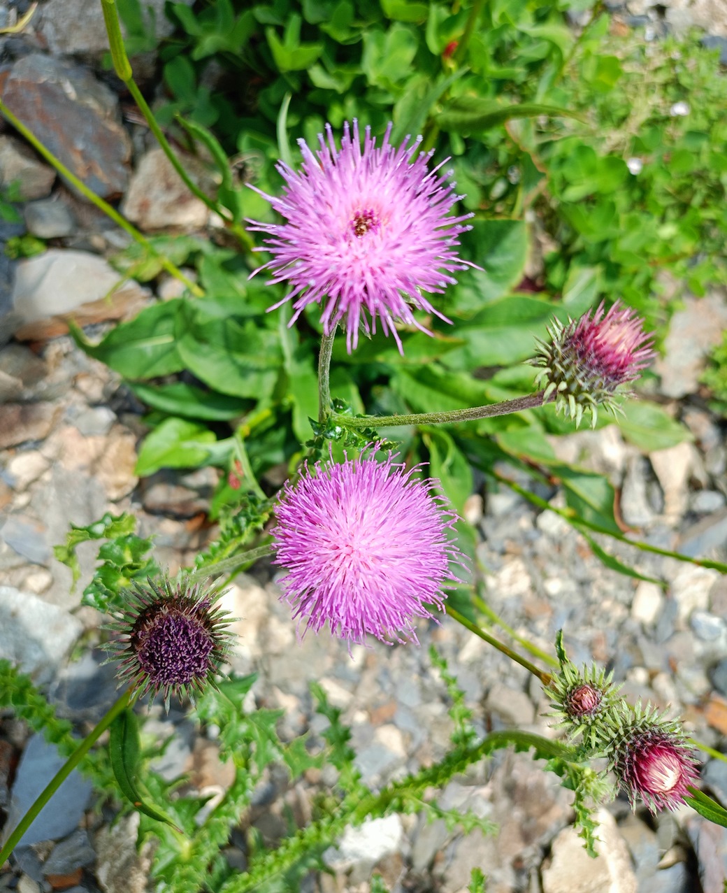 Изображение особи Carduus laciniatus.