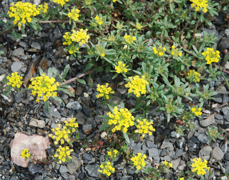 Image of Odontarrhena tortuosa specimen.