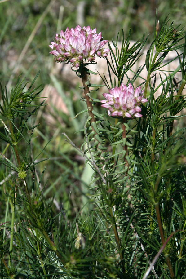 Image of Pseudosedum lievenii specimen.